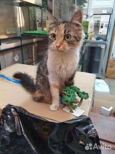 Трехцветная кошка