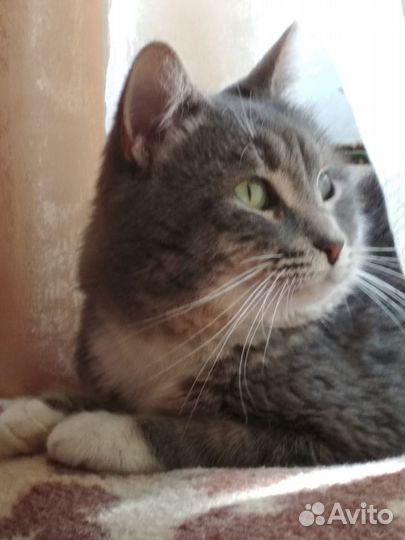 Мурзик ищет дом