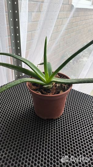 Алоэ лечебный