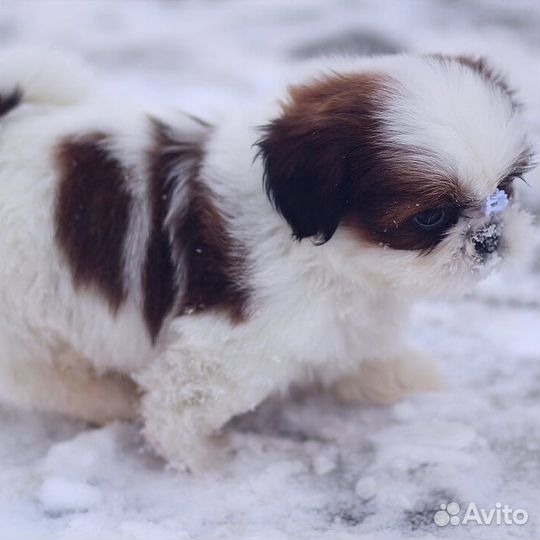 Любовь с первого взгляда