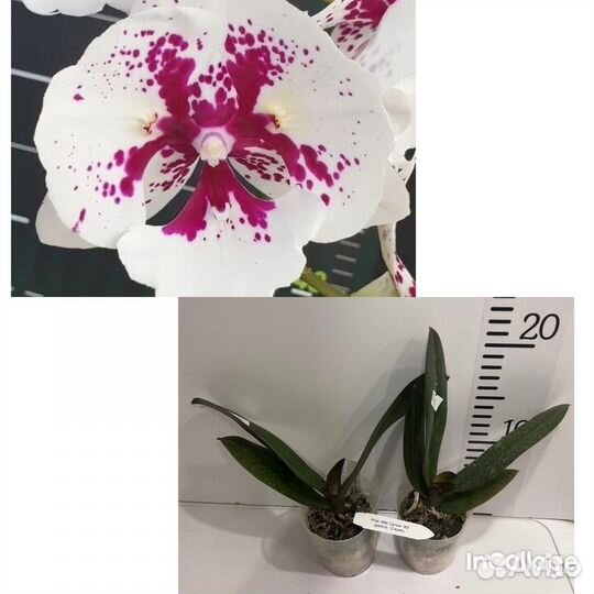 Сортовые орхидеи