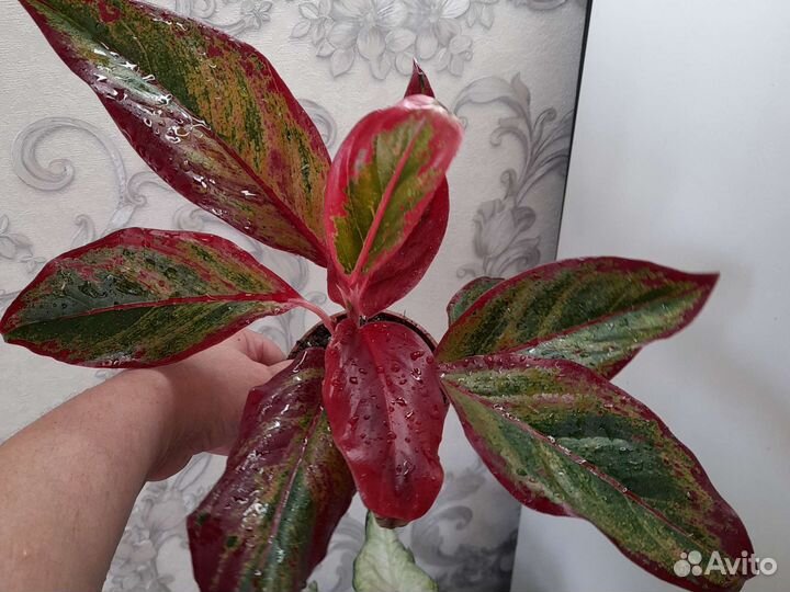 Аглаонема крит флейм