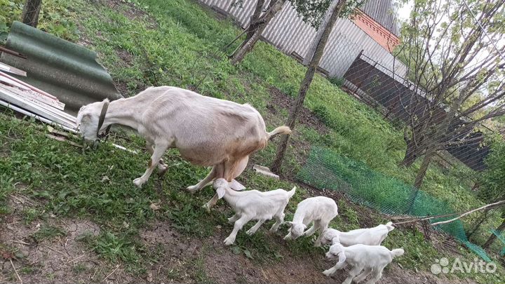 Продаются молодые козы