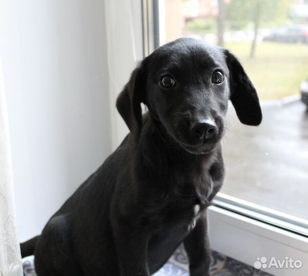 Дев. 3 мес. Метис Лабрадора с доставкой