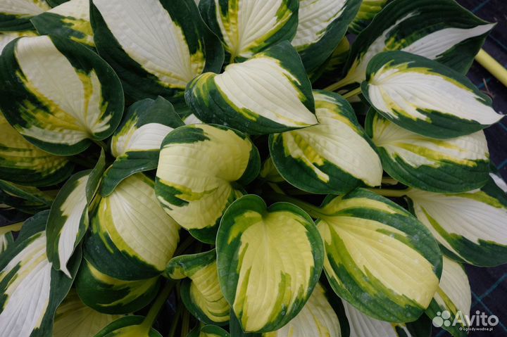 Хосты в ассортименте