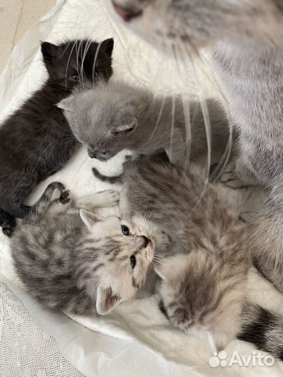 Отдам бесплатно котят