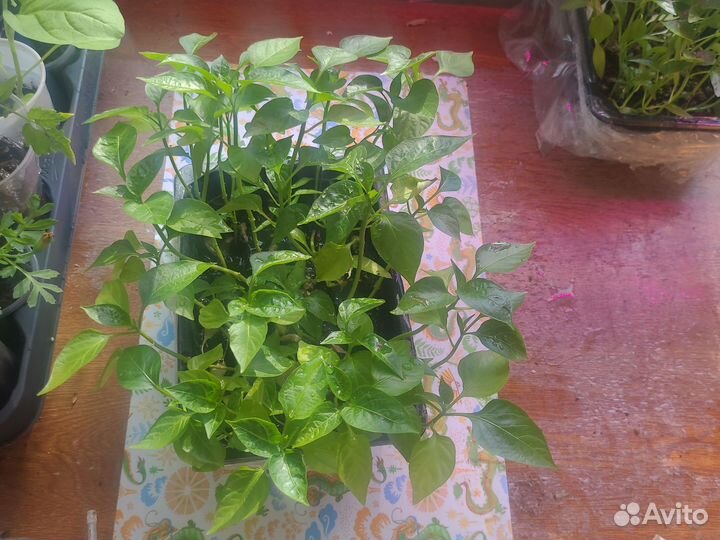 Рассада перца