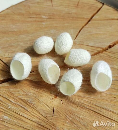 Коконы тутового шелкопрядп