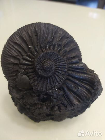 Окаменелости аммониты