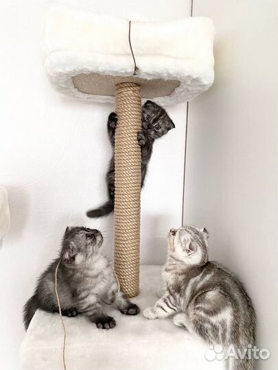 Котята шотландцы вислоухие