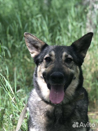 В приюте Ариэль мечтает о доме