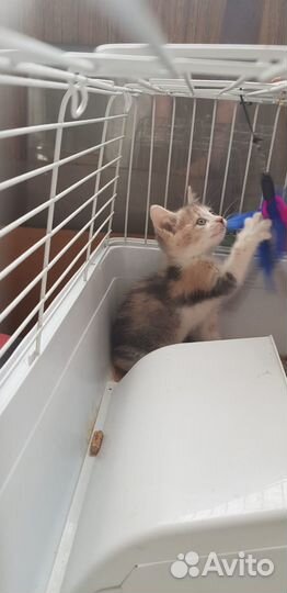 Игривая кошечка. 3 месяца