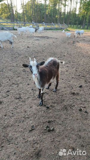 Овцы бараны козы