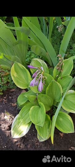 Хосты, почвопокровные очитки