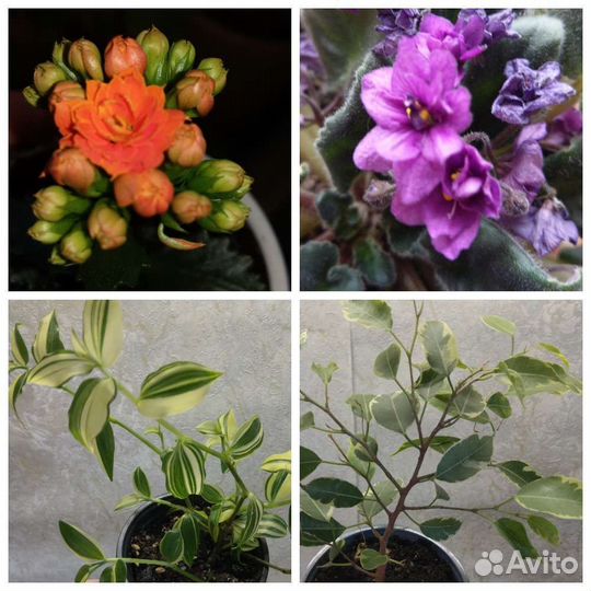 Комнатные цветы