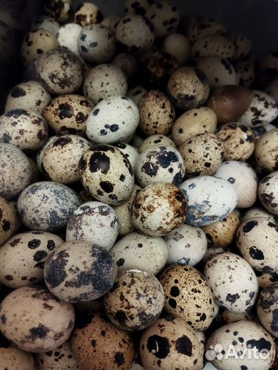 Яйца перепелиные