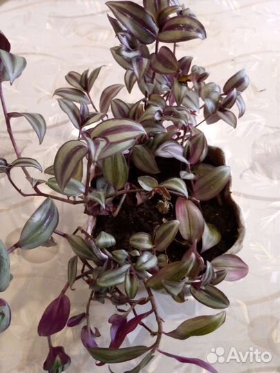 Традесканция Зебрина Сильвер