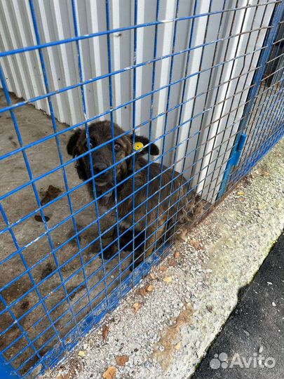 Маленькая добрая собака в отлове, в беде