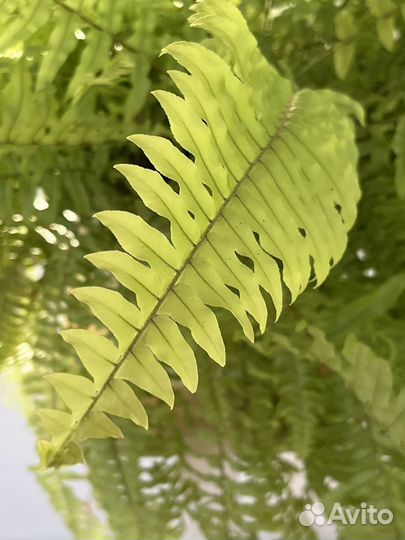 Папоротник, нефролепис блонд