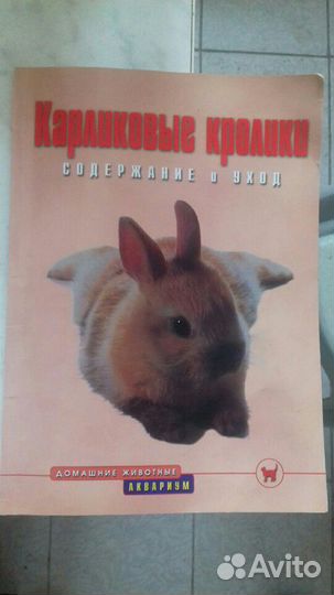 Карликовые кролики: содержание и уход