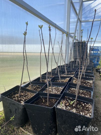 Саженцы катальпы