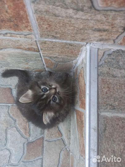 Кошечка в добрые руки