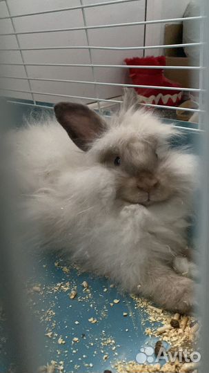 Декоративные кролик