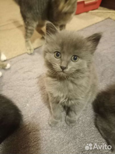 Отдам в добрые руки