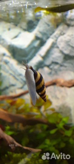 Улитка Хелена