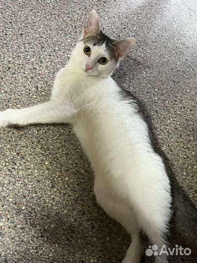 Ласковый котенок в добрые руки