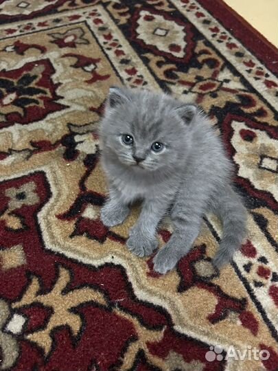 Шотландские котята