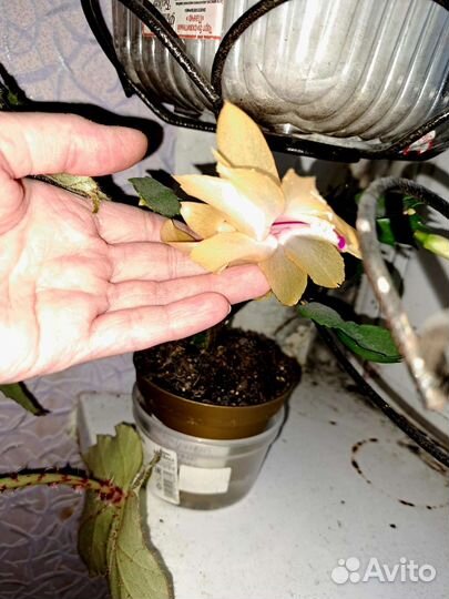 Декабристы розовый, жёлтый и белый