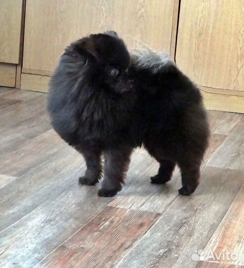 Девочки Микро помы и Вязка