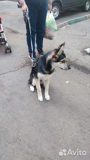 Собака в добрые руки отдам бесплатно