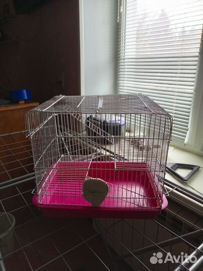 Клетка для хомяка бу
