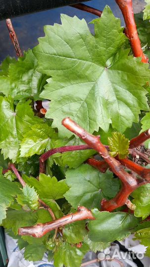 Рассада винограда