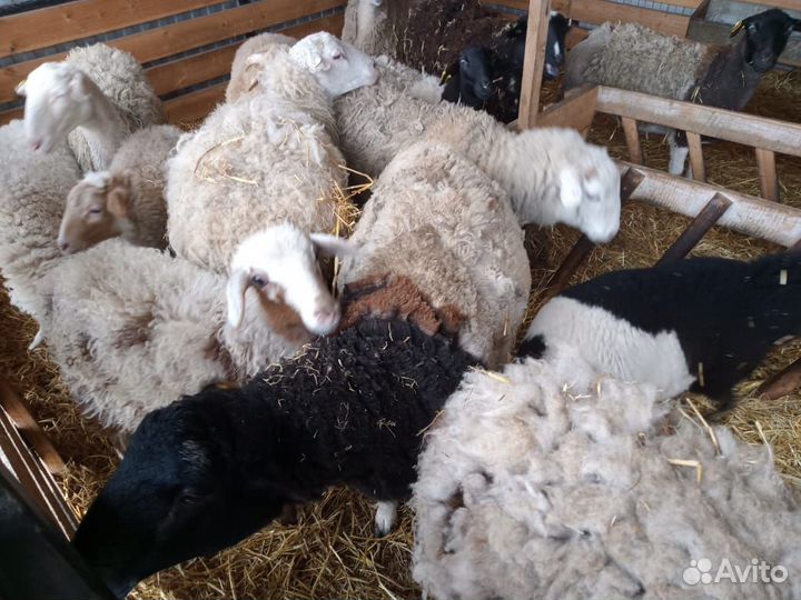 Овцы дорпер