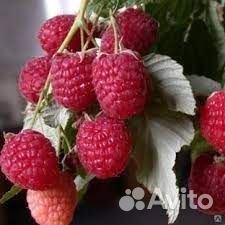 Саженцы малины Полька