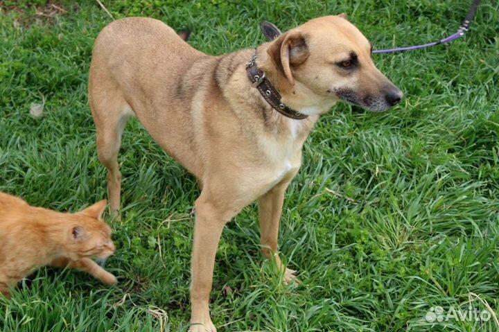 Собака очень ждет свою семью