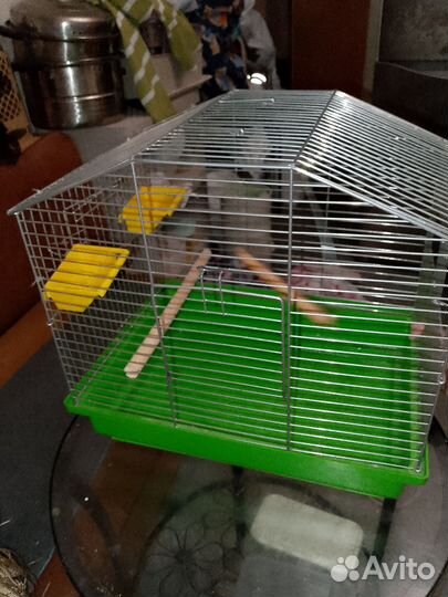 Клетка для среднего попугая