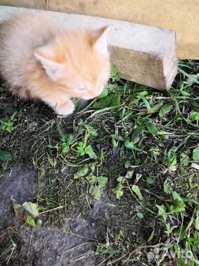 Котята в добрые руки. Мальчики