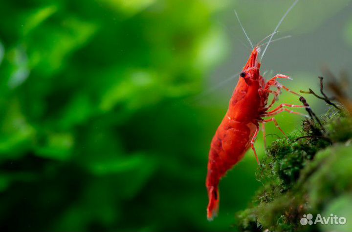 Рыбки, Креветки и Улитки