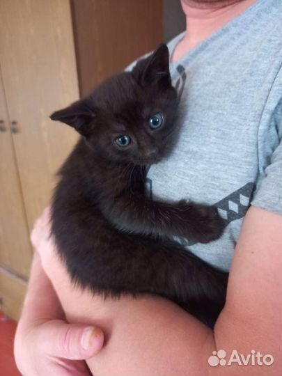 Шикарная дворовая порода отдам