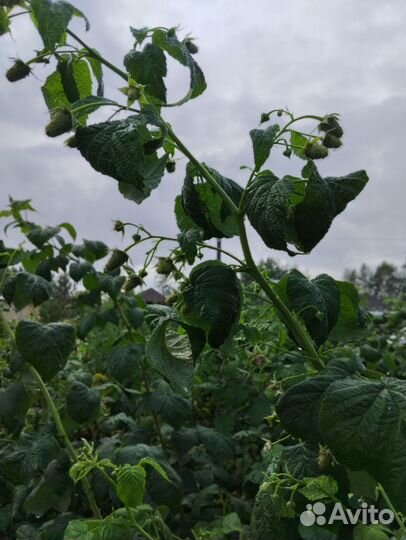 Ремонтантная малина