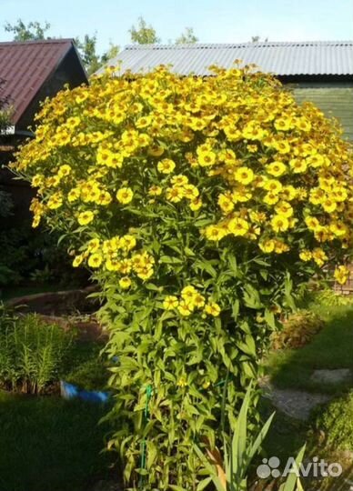 Ромашка желтая