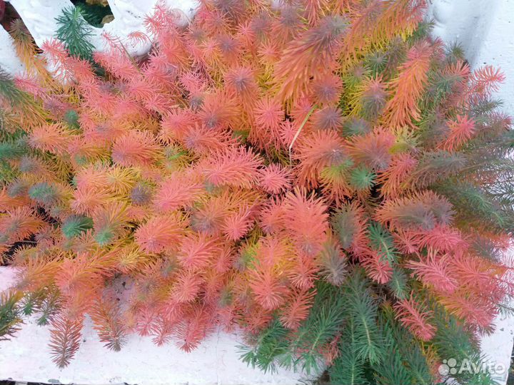 Каны, ромашки, ирисы, пионы