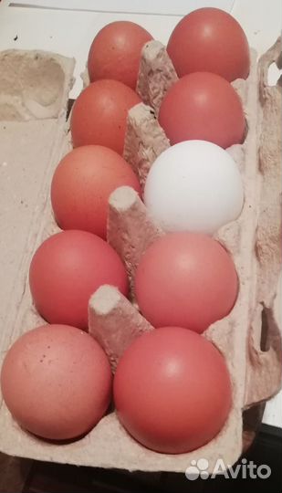 Яйцо куриное