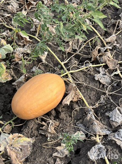 Тыква витаминная