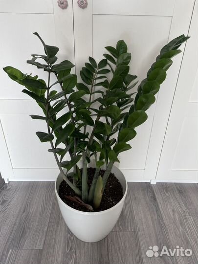 Замиокулькас