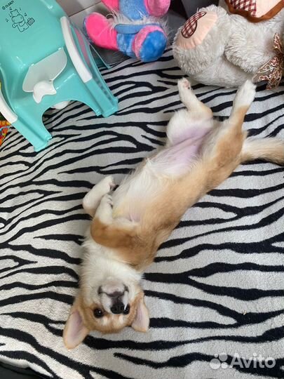 Вельш-корги пемброк девочка